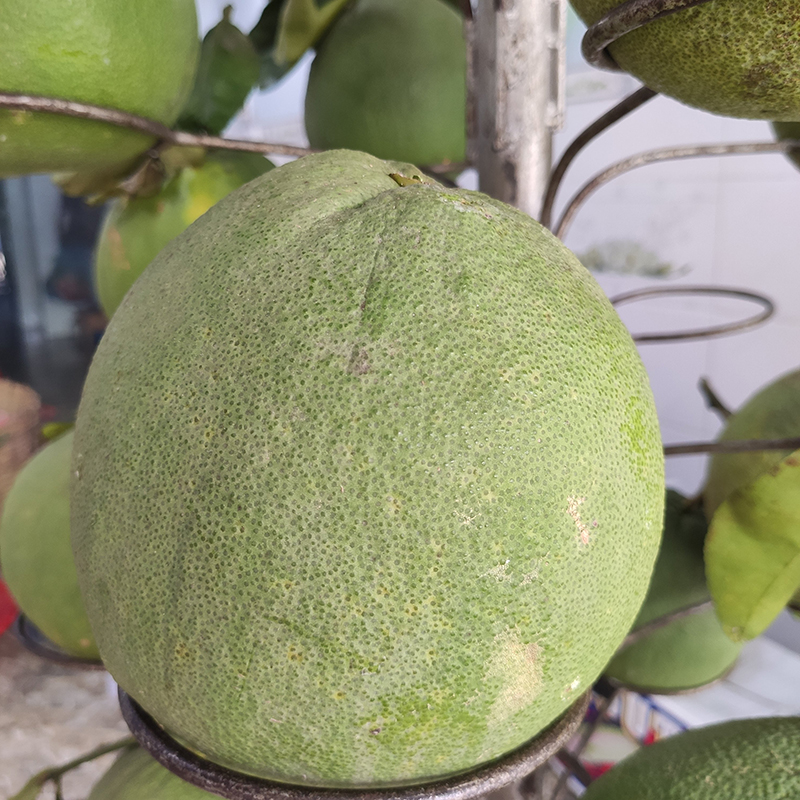 Bưởi Bến Tre không cành (1 trái)